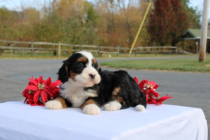 puppy, for, sale, Mini Bernedoodle F2, Matthew B. Stoltzfus, dog, breeder, Gap, PA, dog-breeder, puppy-for-sale, forsale, nearby, find, puppyfind, locator, puppylocator, aca